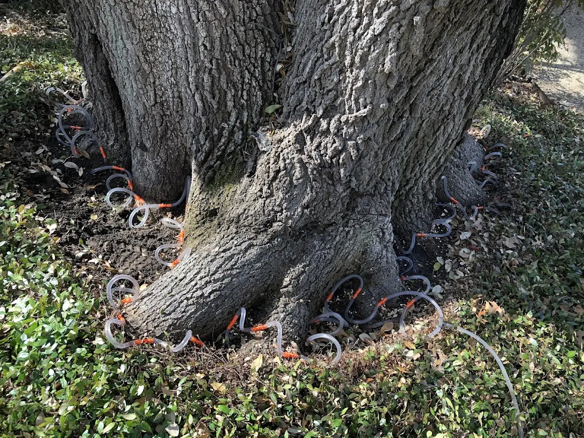 Detailed Tree Cabling and Bracing job site in Amity