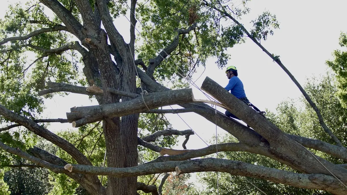 Professional Hazardous Tree Removal performed by certified arborists in Amity
