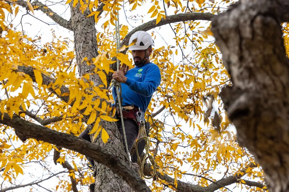Skilled Tree Planting crew working in Amity